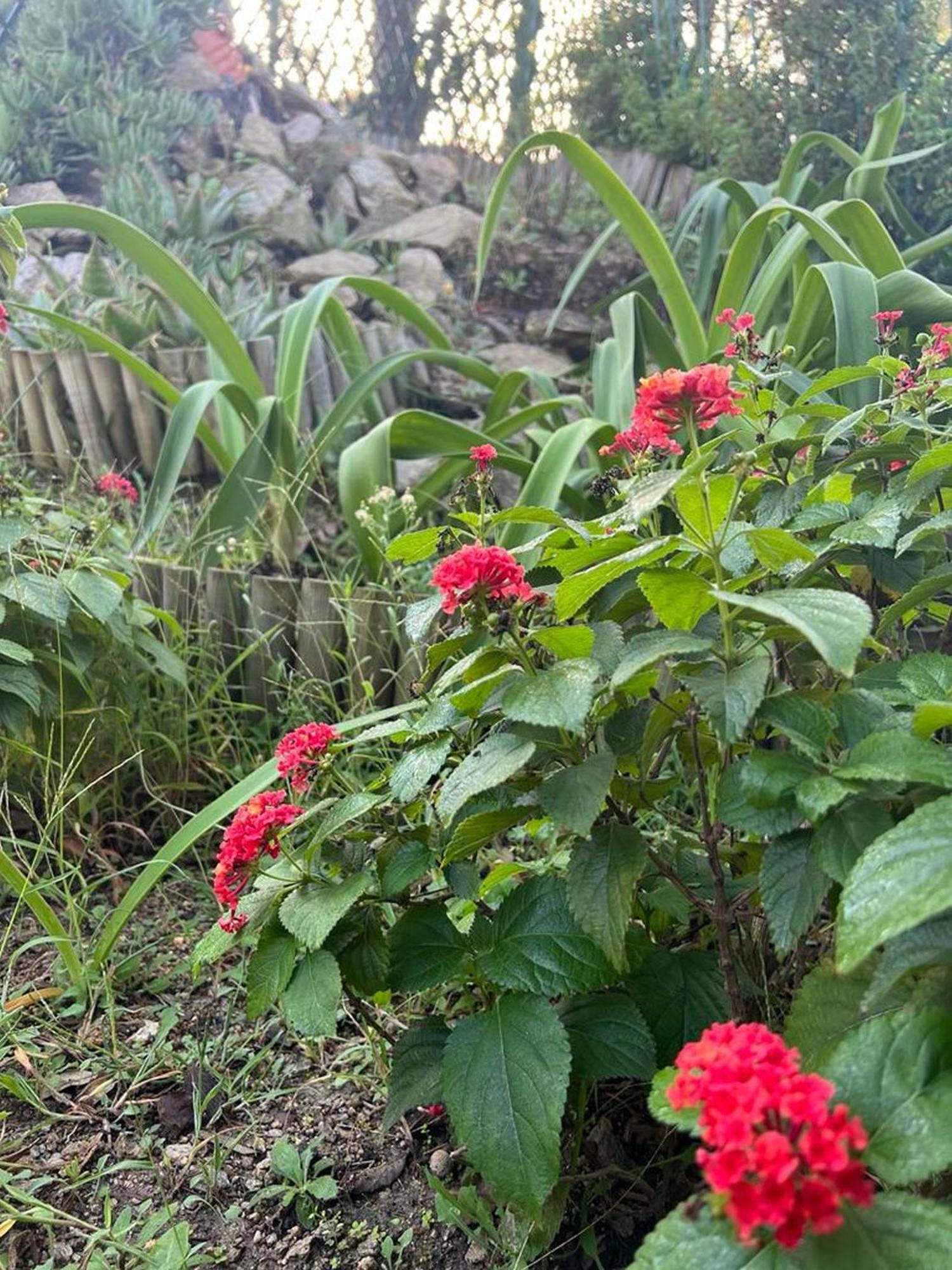 Villa Platanias 아기아 파라스케비 외부 사진